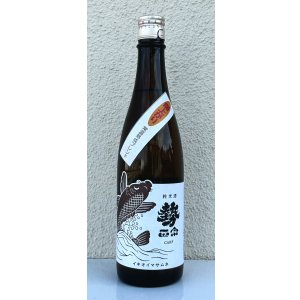 画像2: 勢正宗 carp 常温熟成ブレンド燗上がり 720ml