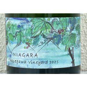 画像1: さっぽろ藤野 ナイヤガラ ハセガワヴィンヤード 2025 750ml