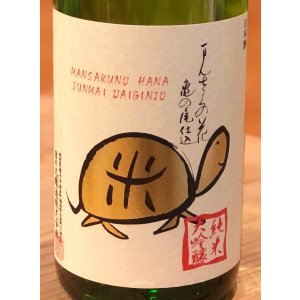画像2: まんさくの花 亀ラベルGOLD 純米大吟醸原酒 火入 1.8L