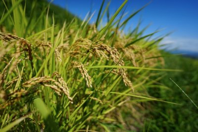 画像1: S 風の森 2025 ★ 静間 / 北地区 720ml