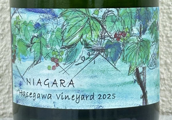画像1: さっぽろ藤野 ナイヤガラ ハセガワヴィンヤード 2025 750ml (1)